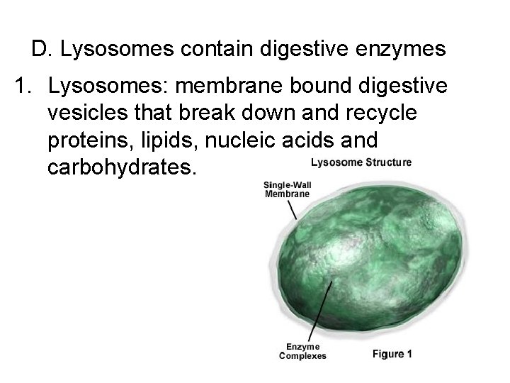 D. Lysosomes contain digestive enzymes 1. Lysosomes: membrane bound digestive vesicles that break down D. Lysosomes contain digestive enzymes 1. Lysosomes: membrane bound digestive vesicles that break down