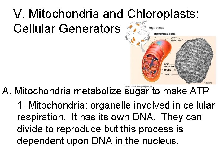 V. Mitochondria and Chloroplasts: Cellular Generators A. Mitochondria metabolize sugar to make ATP 1. V. Mitochondria and Chloroplasts: Cellular Generators A. Mitochondria metabolize sugar to make ATP 1.