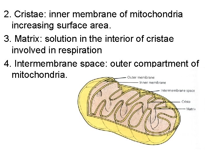 2. Cristae: inner membrane of mitochondria increasing surface area. 3. Matrix: solution in the 2. Cristae: inner membrane of mitochondria increasing surface area. 3. Matrix: solution in the