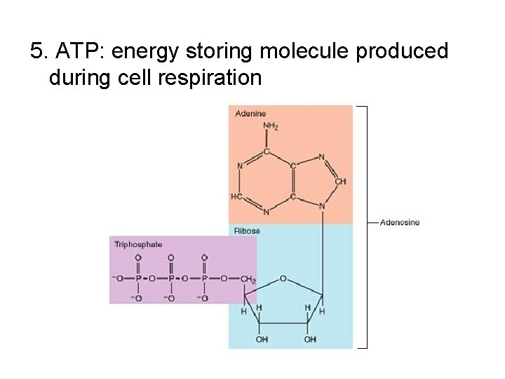 5. ATP: energy storing molecule produced during cell respiration 5. ATP: energy storing molecule produced during cell respiration