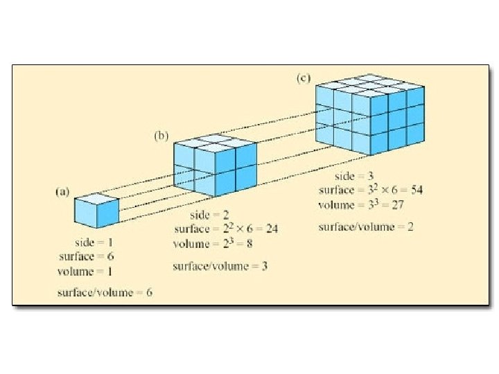 Chapter 4 Cell Structure I Cell Theory 4
