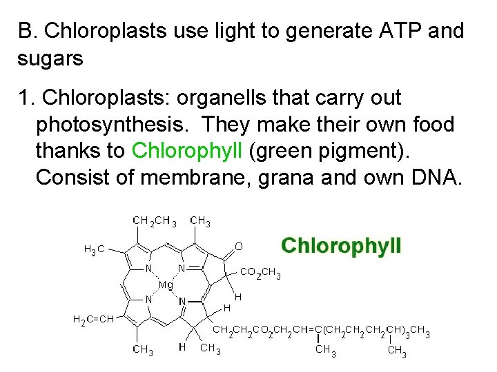 B. Chloroplasts use light to generate ATP and sugars 1. Chloroplasts: organells that carry B. Chloroplasts use light to generate ATP and sugars 1. Chloroplasts: organells that carry