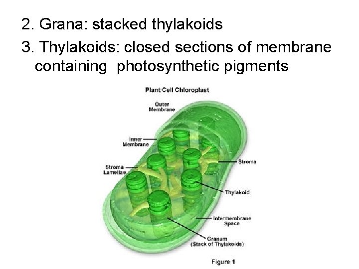 2. Grana: stacked thylakoids 3. Thylakoids: closed sections of membrane containing photosynthetic pigments 2. Grana: stacked thylakoids 3. Thylakoids: closed sections of membrane containing photosynthetic pigments
