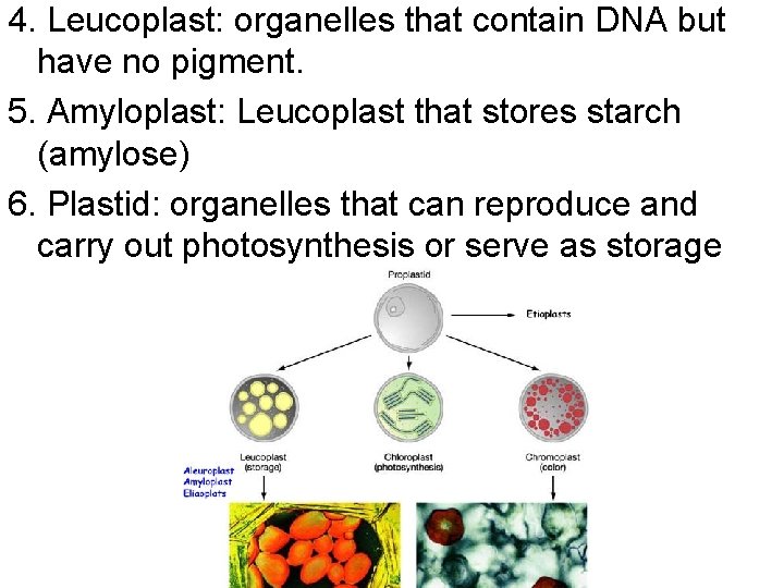 4. Leucoplast: organelles that contain DNA but have no pigment. 5. Amyloplast: Leucoplast that 4. Leucoplast: organelles that contain DNA but have no pigment. 5. Amyloplast: Leucoplast that
