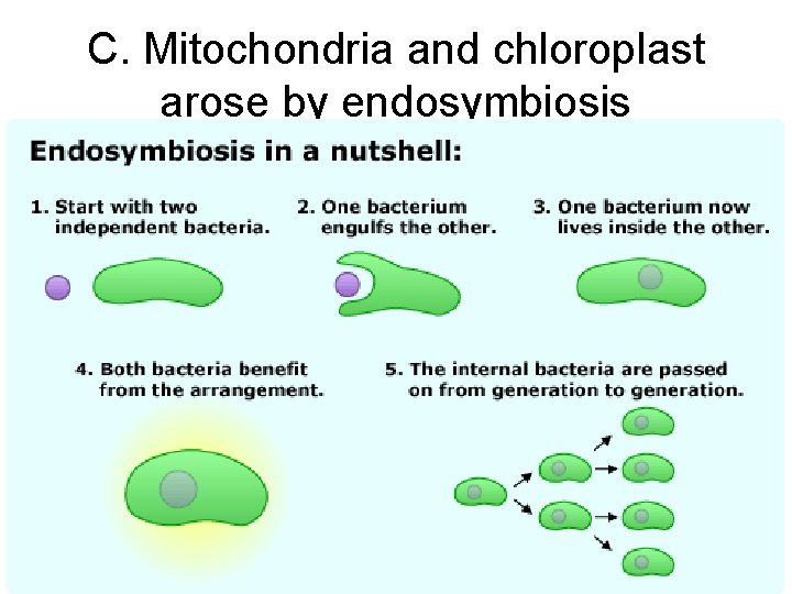 C. Mitochondria and chloroplast arose by endosymbiosis C. Mitochondria and chloroplast arose by endosymbiosis