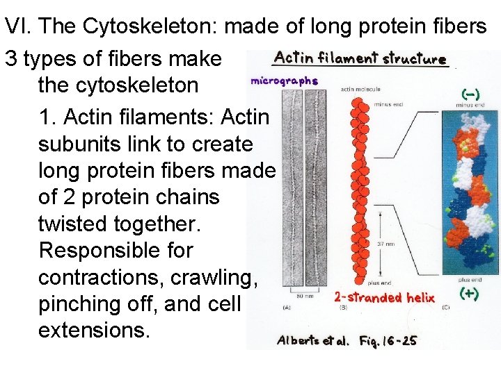 VI. The Cytoskeleton: made of long protein fibers 3 types of fibers make the VI. The Cytoskeleton: made of long protein fibers 3 types of fibers make the