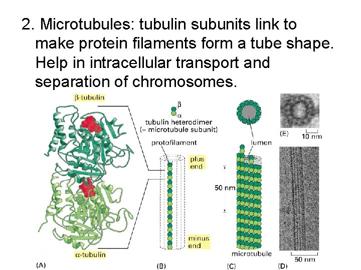 2. Microtubules: tubulin subunits link to make protein filaments form a tube shape. Help 2. Microtubules: tubulin subunits link to make protein filaments form a tube shape. Help
