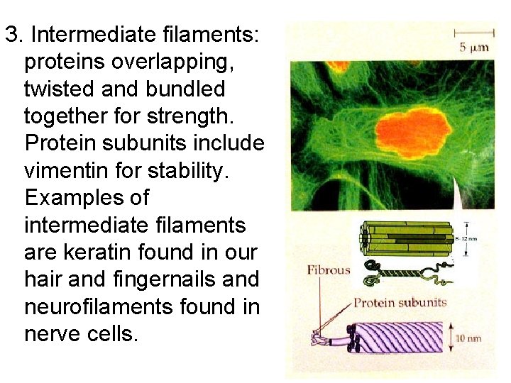 3. Intermediate filaments: proteins overlapping, twisted and bundled together for strength. Protein subunits include 3. Intermediate filaments: proteins overlapping, twisted and bundled together for strength. Protein subunits include