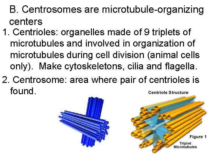 B. Centrosomes are microtubule-organizing centers 1. Centrioles: organelles made of 9 triplets of microtubules B. Centrosomes are microtubule-organizing centers 1. Centrioles: organelles made of 9 triplets of microtubules
