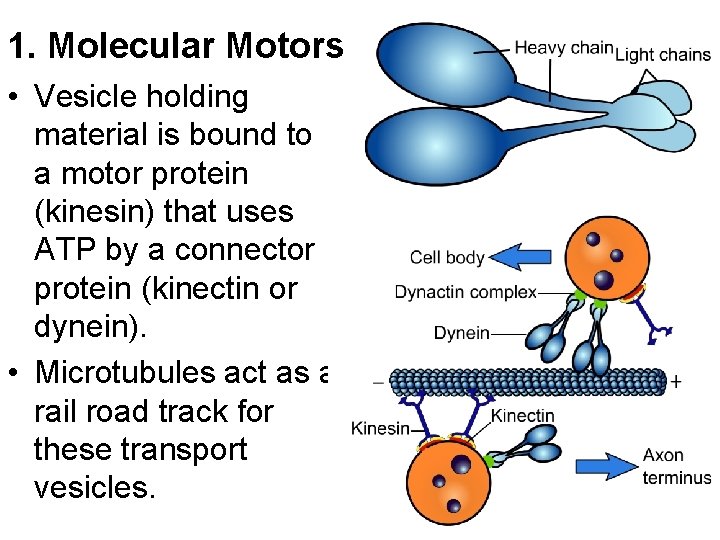 1. Molecular Motors • Vesicle holding material is bound to a motor protein (kinesin) 1. Molecular Motors • Vesicle holding material is bound to a motor protein (kinesin)