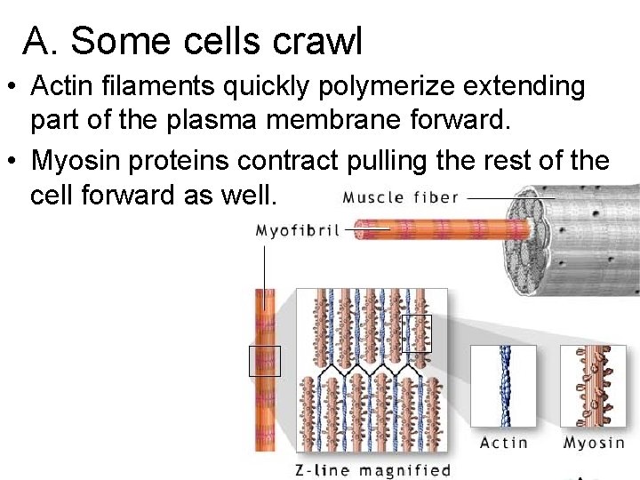 A. Some cells crawl • Actin filaments quickly polymerize extending part of the plasma A. Some cells crawl • Actin filaments quickly polymerize extending part of the plasma