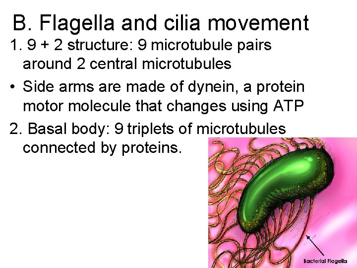 B. Flagella and cilia movement 1. 9 + 2 structure: 9 microtubule pairs around B. Flagella and cilia movement 1. 9 + 2 structure: 9 microtubule pairs around