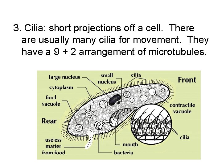 3. Cilia: short projections off a cell. There are usually many cilia for movement. 3. Cilia: short projections off a cell. There are usually many cilia for movement.