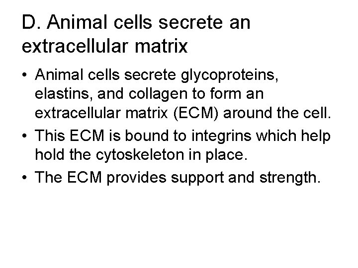 D. Animal cells secrete an extracellular matrix • Animal cells secrete glycoproteins, elastins, and D. Animal cells secrete an extracellular matrix • Animal cells secrete glycoproteins, elastins, and