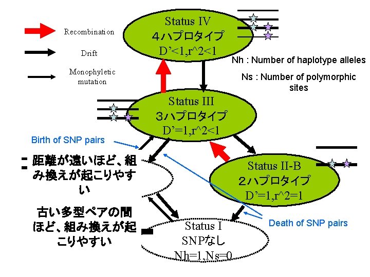 Recombination Drift Status IV ４ハプロタイプ D’<1, r^2<1 Nh : Number of haplotype alleles Monophyletic