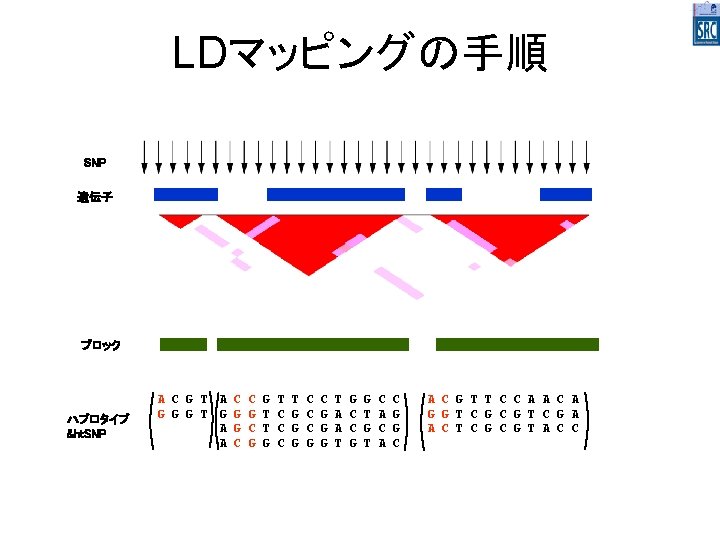 LDマッピングの手順 SNP 遺伝子 ブロック ハプロタイプ &ht. SNP A C G T A G G