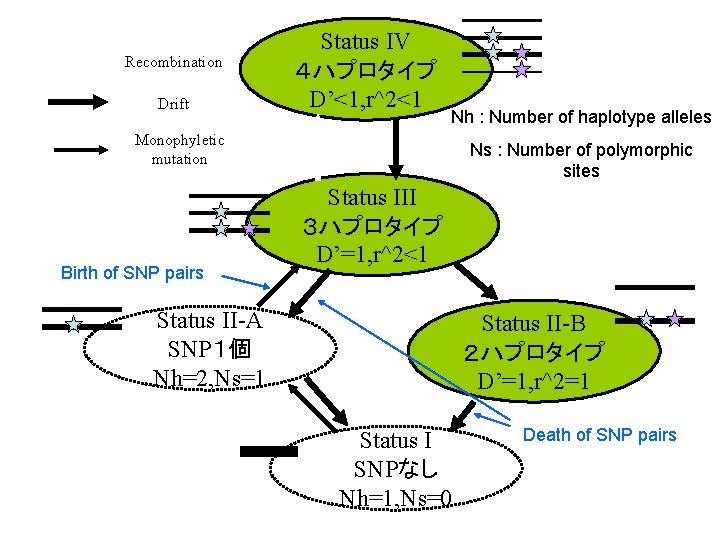 Recombination Drift Status IV ４ハプロタイプ D’<1, r^2<1 Nh : Number of haplotype alleles Monophyletic