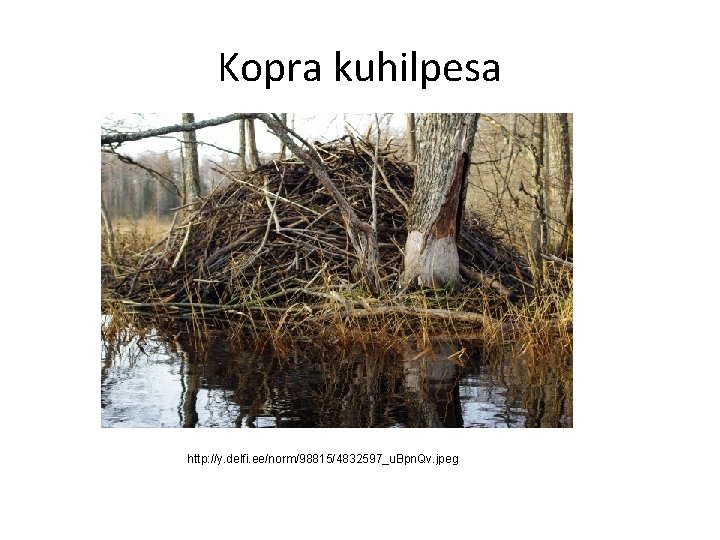 Kopra kuhilpesa http: //y. delfi. ee/norm/98815/4832597_u. Bpn. Qv. jpeg 