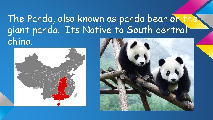 The Panda, also known as panda bear or the giant panda. Its Native to