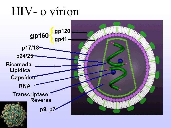 HIV- o vírion gp 160 gp 120 gp 41 p 17/18 p 24/25 Bicamada