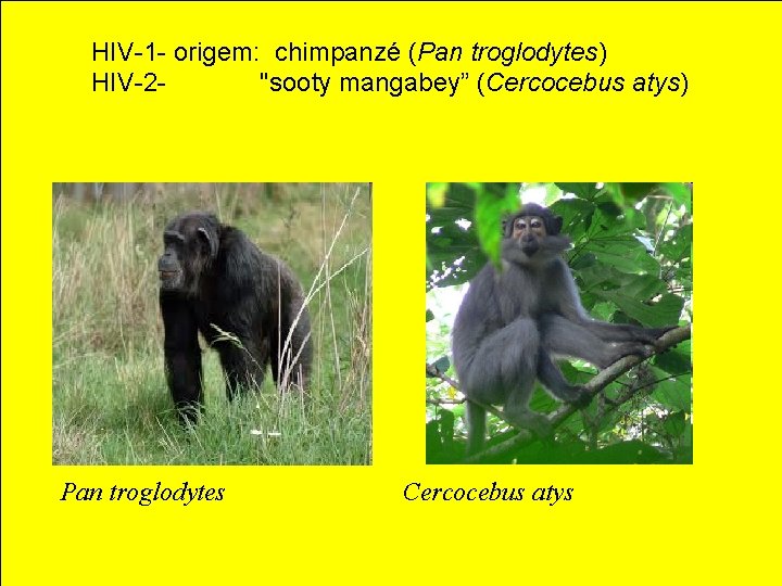 HIV-1 - origem: chimpanzé (Pan troglodytes) HIV-2"sooty mangabey” (Cercocebus atys) Pan troglodytes Cercocebus atys