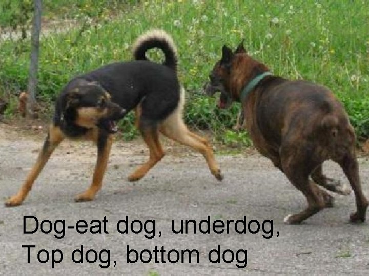 Dog-eat dog, underdog, Top dog, bottom dog 