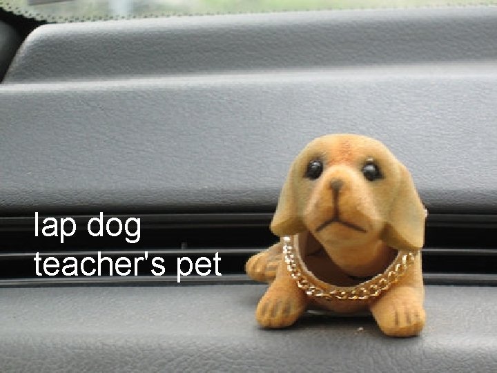 lap dog teacher's pet 