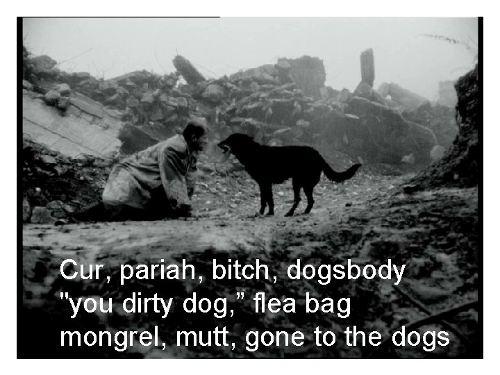 Cur, pariah, bitch, dogsbody "you dirty dog, ” flea bag mongrel, mutt, gone to