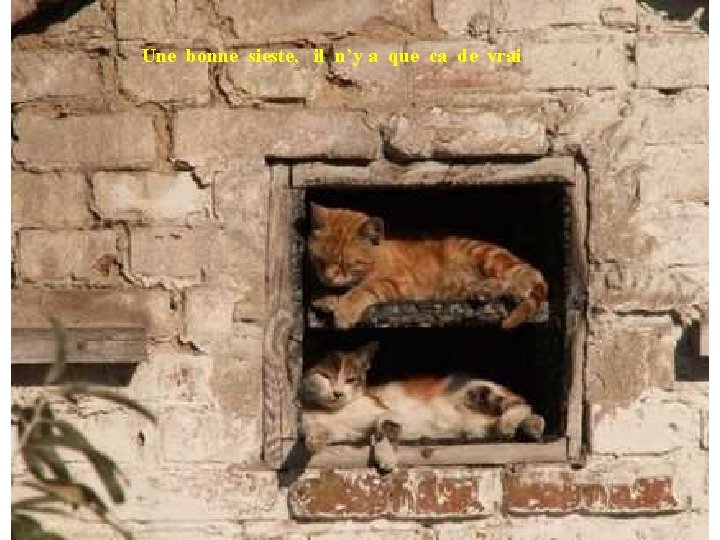 Une bonne sieste, il n’y a que ca de vrai 