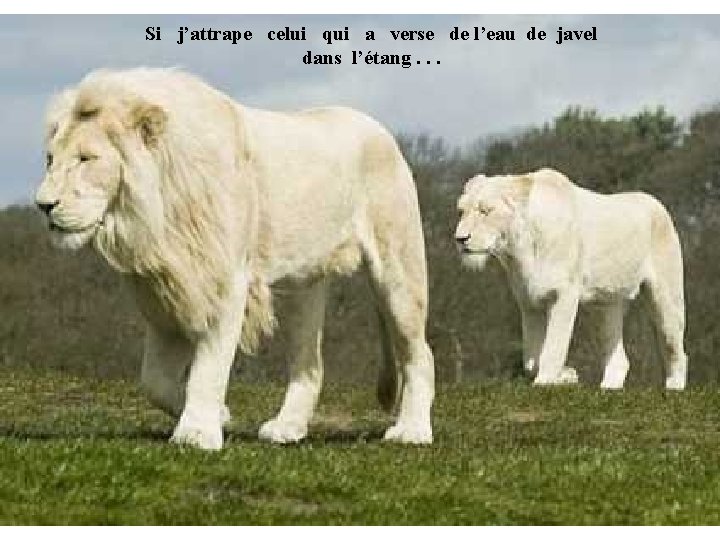 Si j’attrape celui qui a verse de l’eau de javel dans l’étang. . .