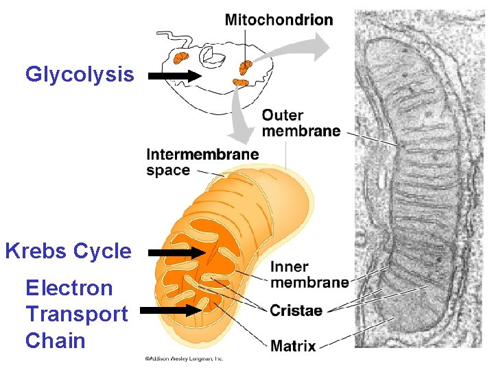 Glycolysis Krebs Cycle Electron Transport Chain 