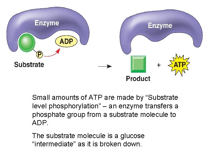 Small amounts of ATP are made by “Substrate level phosphorylation” – an enzyme transfers