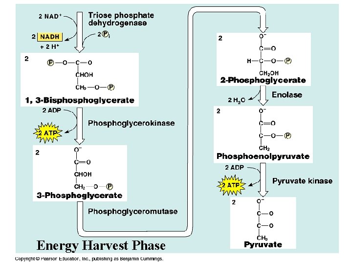 Energy Harvest Phase 