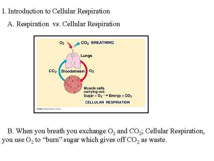 I. Introduction to Cellular Respiration A. Respiration vs. Cellular Respiration B. When you breath