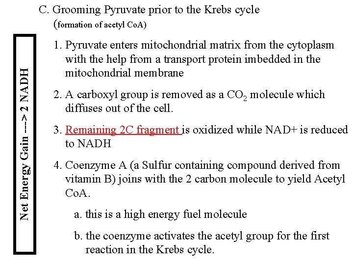 Net Energy Gain ---> 2 NADH C. Grooming Pyruvate prior to the Krebs cycle