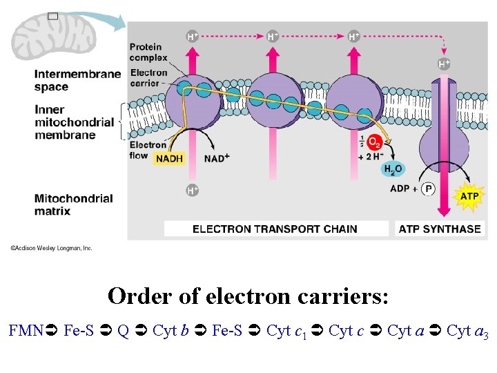 Order of electron carriers: FMN Fe-S Q Cyt b Fe-S Cyt c 1 Cyt