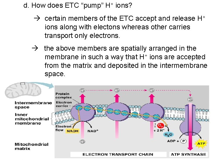d. How does ETC “pump” H+ ions? certain members of the ETC accept and