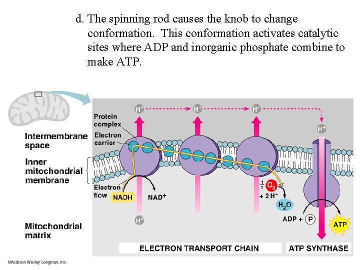 d. The spinning rod causes the knob to change conformation. This conformation activates catalytic