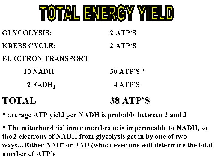 GLYCOLYSIS: 2 ATP’S KREBS CYCLE: 2 ATP’S ELECTRON TRANSPORT 10 NADH 2 FADH 2