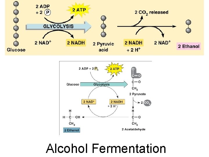 Alcohol Fermentation 