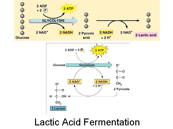 Lactic Acid Fermentation 