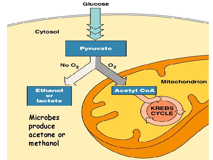 Microbes produce acetone or methanol 