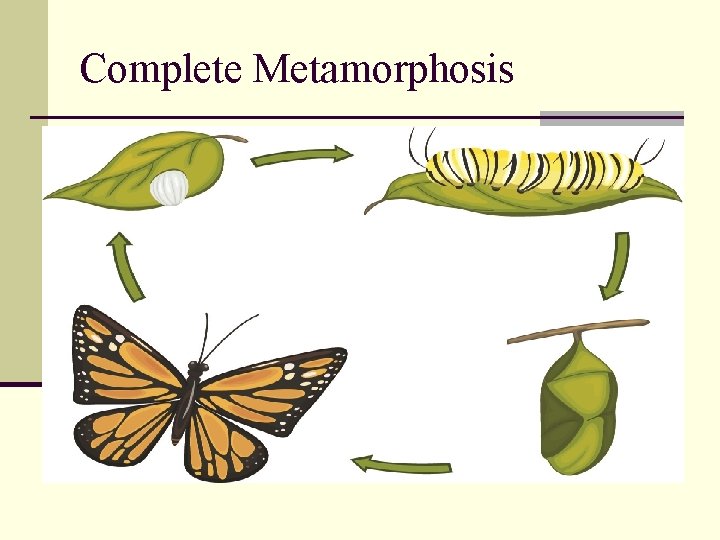 Complete Metamorphosis 