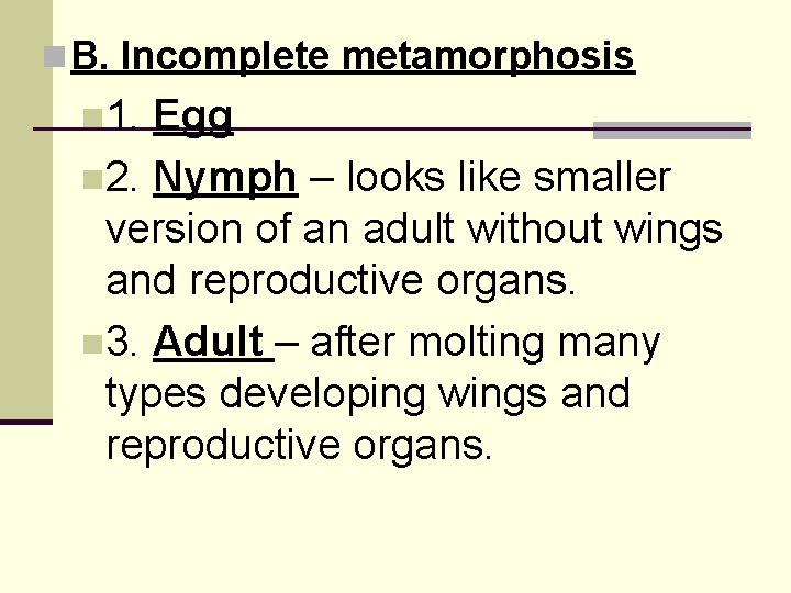 n B. Incomplete metamorphosis n 1. Egg n 2. Nymph – looks like smaller