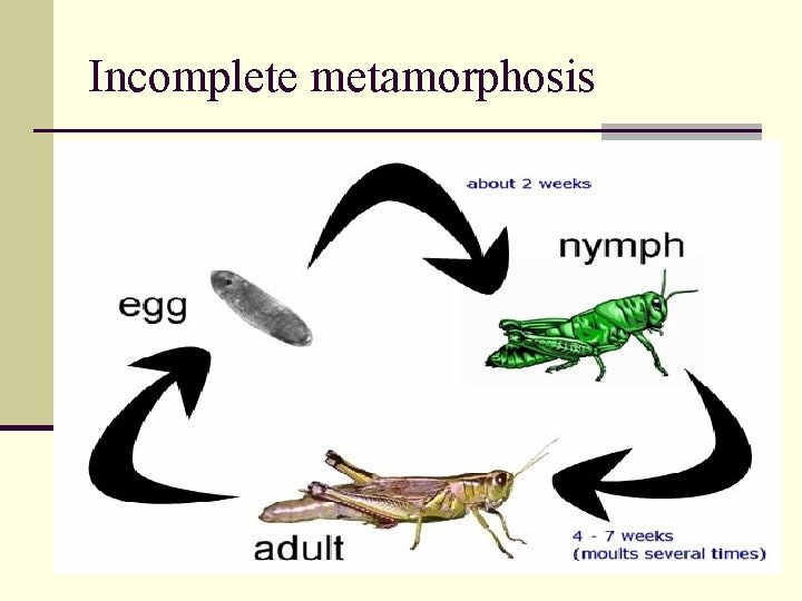 Incomplete metamorphosis 