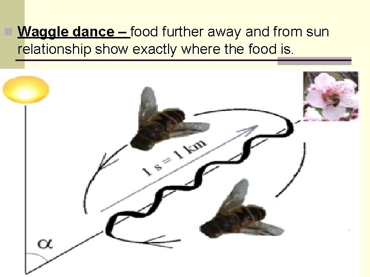 n Waggle dance – food further away and from sun relationship show exactly where