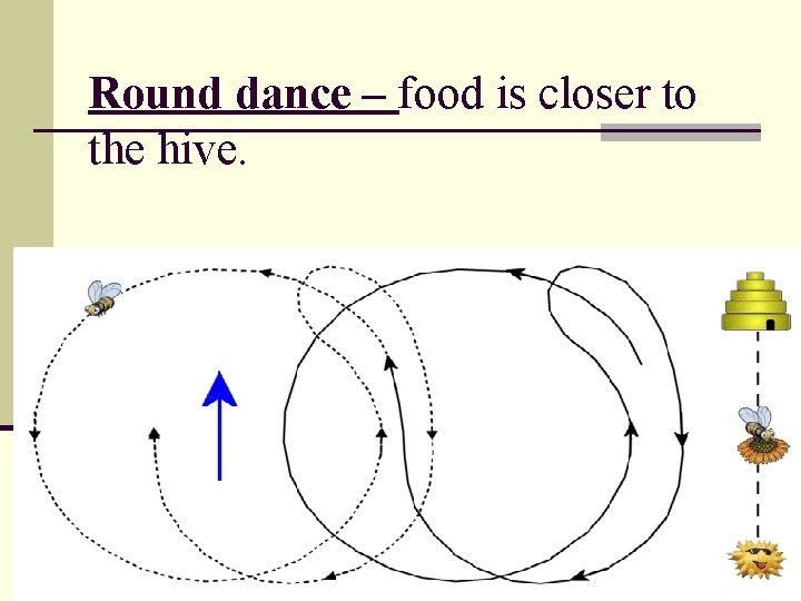 Round dance – food is closer to the hive. 