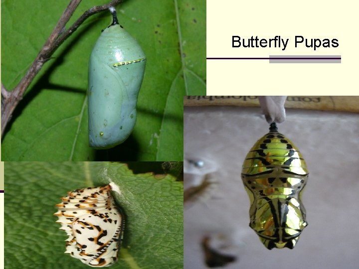 Butterfly Pupas 