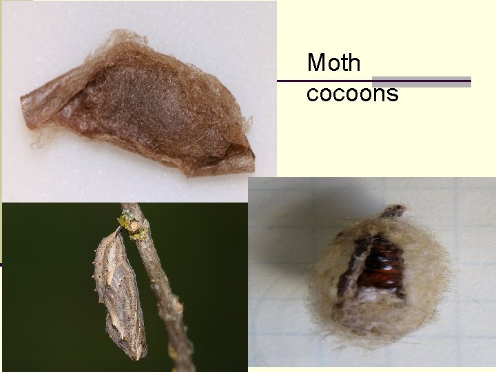 Moth cocoons 