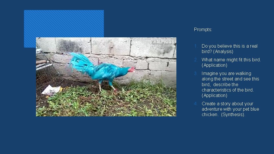 Prompts: 1. Do you believe this is a real bird? (Analysis) 2. What name